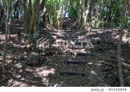 《福岡県》玄海国定公園 糸島トトロの森 糸島市志摩芥屋 94420946