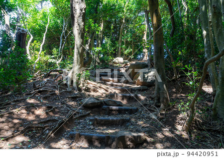 《福岡県》玄海国定公園 糸島トトロの森 糸島市志摩芥屋 《福岡県》玄海国定公園 糸島トトロの森 糸島市志摩芥屋 94420951