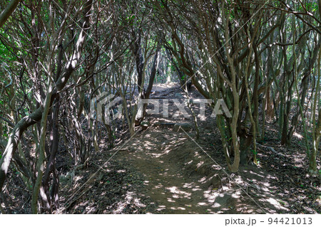 《福岡県》玄海国定公園 糸島トトロの森 糸島市志摩芥屋 《福岡県》玄海国定公園 糸島トトロの森 糸島市志摩芥屋 94421013
