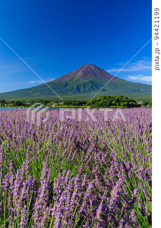 山梨_富士山とラベンダーの絶景 94421199