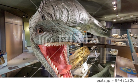 モササウルス【北海道・むかわ町】 94421206