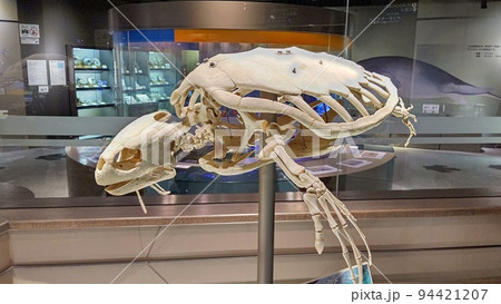 アカウミガメ化石【北海道・むかわ町】 アカウミガメ化石【北海道・むかわ町】 94421207