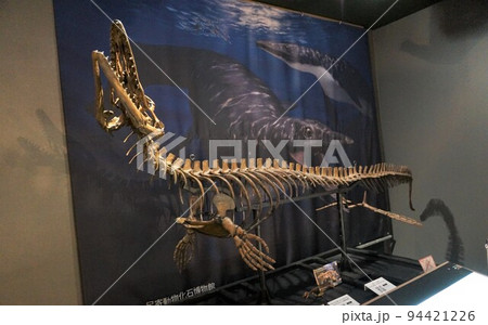 モササウルス化石【北海道・むかわ町】 94421226