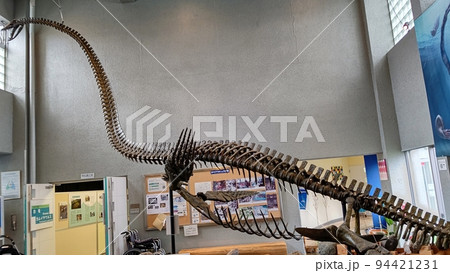 クビナガリュウの化石【北海道・むかわ町】 94421231