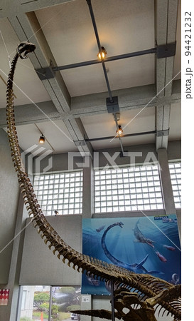 クビナガリュウの化石【北海道・むかわ町】 94421232