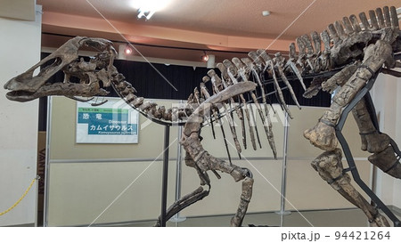新属新種のカムイサウルス【北海道・むかわ町】 94421264