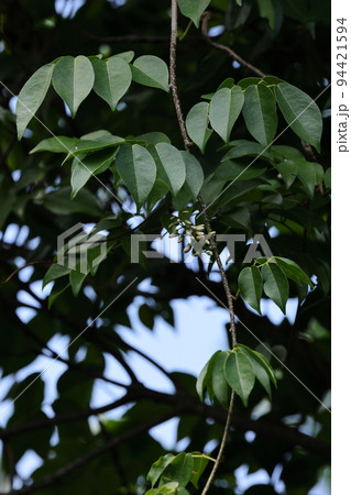 自然　植物　シイノキカズラ、南方系マメ科蔓性木本。日本では奄美以南のマングローブ林で見られるそうです 94421594