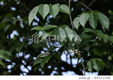 自然 植物 シイノキカズラ、花は夏。葉は五枚から九枚小葉の奇数複葉、革質で光沢があり先細の楕円形 自然 植物 シイノキカズラ、花は夏。葉は五枚から九枚小葉の奇数複葉、革質で光沢があり先細の楕円形 94421598