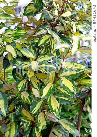 斑入りナワシログミ マリリン 斑入りナワシログミ マリリン 94421643