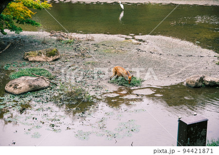 【#奈良】池の草を食べる鹿 94421871
