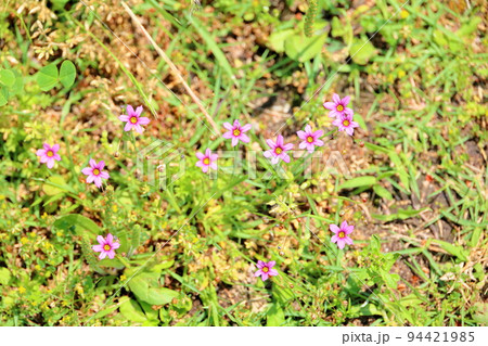ニワゼキショウの花 94421985