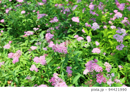 シモツケソウの花 シモツケソウの花 94421990
