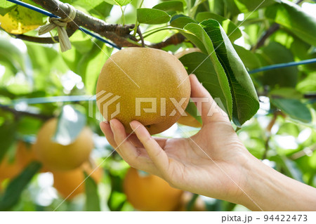 梨畑(豊水) 梨畑(豊水) 94422473