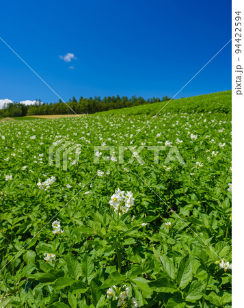 北海道美瑛_ジャガイモ畑の風景 94422594