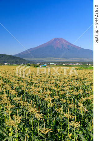 山梨_トウモロコシ畑と富士山の絶景 94422650