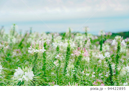 あわじ花さじき　クレオメの花畑 94422895