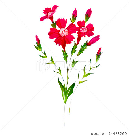 シンプルな手描き風のなでしこのイラスト 94423260