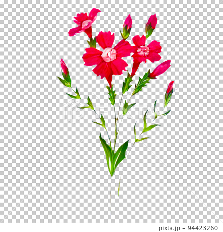 シンプルな手描き風のなでしこのイラスト 94423260