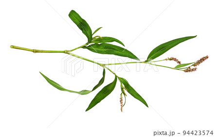 Twig of Persicaria flowers and leaves isolated Twig of Persicaria flowers and leaves isolated 94423574