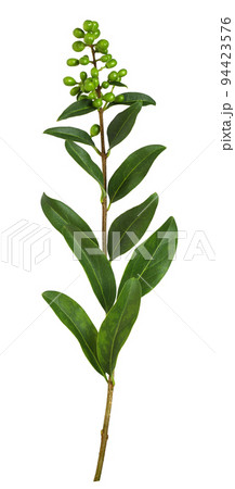 Twig of ligustrum with green leaves and unripe berries isolated 94423576