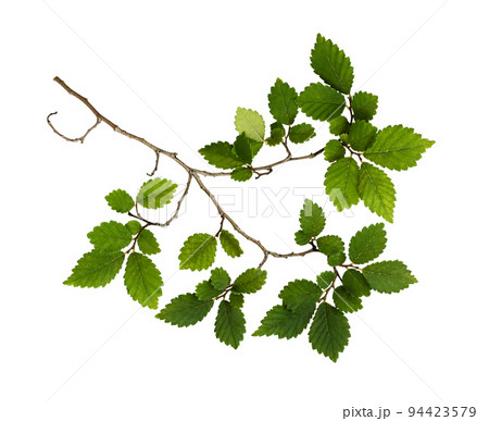 Twig with fresh green leaves isolated Twig with fresh green leaves isolated 94423579