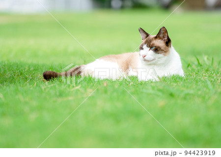 芝生に寝転ぶ地域猫 94423919