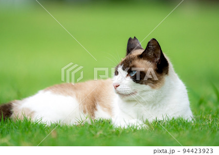 芝生に寝転ぶ地域猫 94423923