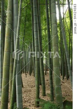 鎌倉の竹林 94424083