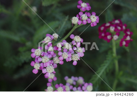 日本の秋の公園に咲くピンク色のノコギリソウの花 日本の秋の公園に咲くピンク色のノコギリソウの花 94424260