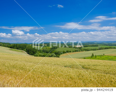北海道美瑛_小麦畑の風景 94424419