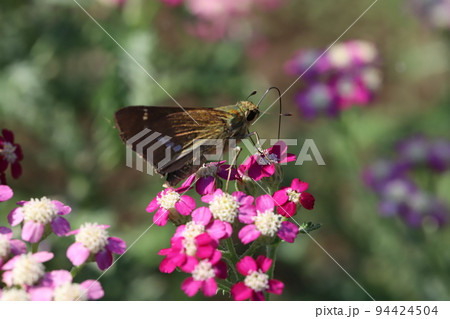 日本の秋の公園に咲くピンク色のノコギリソウの花の蜜を吸うイチモンジセセリ蝶 日本の秋の公園に咲くピンク色のノコギリソウの花の蜜を吸うイチモンジセセリ蝶 94424504