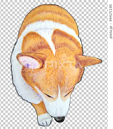 柯基犬朝下 94425190