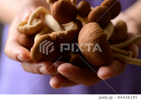Fresh yanagi matsutake mushroom holding by hand Fresh yanagi matsutake mushroom holding by hand 94426285
