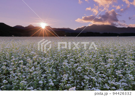 福島県南会津郡下郷町沢田 猿楽台地の広大なそば畑の白い蕎麦の花と朝日 福島県南会津郡下郷町沢田 猿楽台地の広大なそば畑の白い蕎麦の花と朝日 94426332