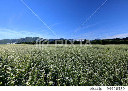 福島県南会津郡下郷町沢田　猿楽台地の広大なそば畑の白い蕎麦の花と快晴の青空 94426589