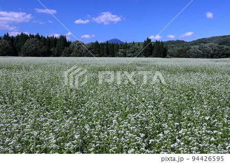 福島県南会津郡下郷町沢田 猿楽台地の広大なそば畑の白い蕎麦の花と快晴の青空 福島県南会津郡下郷町沢田 猿楽台地の広大なそば畑の白い蕎麦の花と快晴の青空 94426595