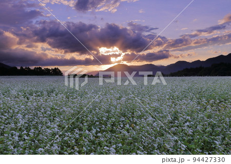福島県南会津郡下郷町沢田 猿楽台地の広大なそば畑の白い蕎麦の花と夕焼け空 福島県南会津郡下郷町沢田 猿楽台地の広大なそば畑の白い蕎麦の花と夕焼け空 94427330