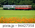 コスモス咲く田んぼと小湊鉄道のローカル列車 94427358