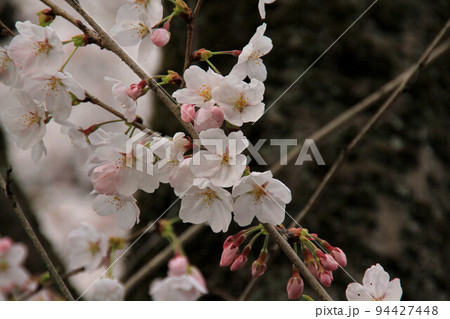 蹴上インクラインの桜 蹴上インクラインの桜 94427448