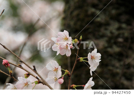 蹴上インクラインの桜 蹴上インクラインの桜 94427450