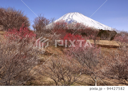 紅白梅園 紅白梅園 94427582