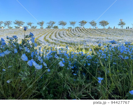 ネモフィラ 94427767