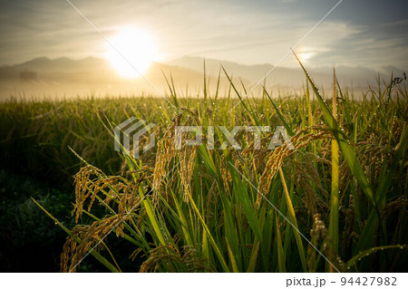朝日と首を垂れる稲穂 朝日と首を垂れる稲穂 94427982
