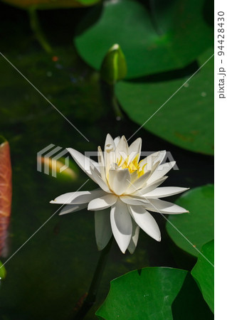 初夏の相生山徳林寺に咲くスイレンの花 94428430