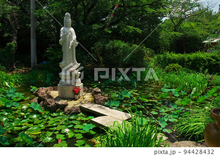 初夏の相生山徳林寺に咲くスイレンの花と観音様像 初夏の相生山徳林寺に咲くスイレンの花と観音様像 94428432