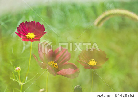 夢の世界 夢の世界 94428562