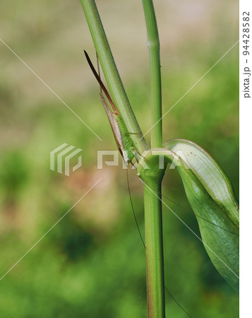 オナガササキリのメス 94428582