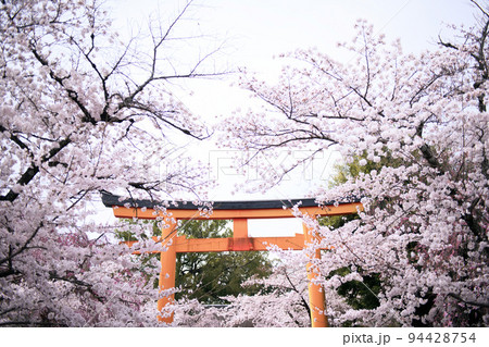 平野神社の桜2022年春 平野神社の桜2022年春 94428754