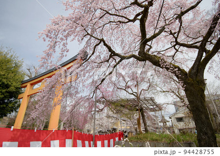 平野神社の桜2022年春 平野神社の桜2022年春 94428755