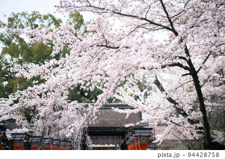 平野神社の桜2022年春 平野神社の桜2022年春 94428758